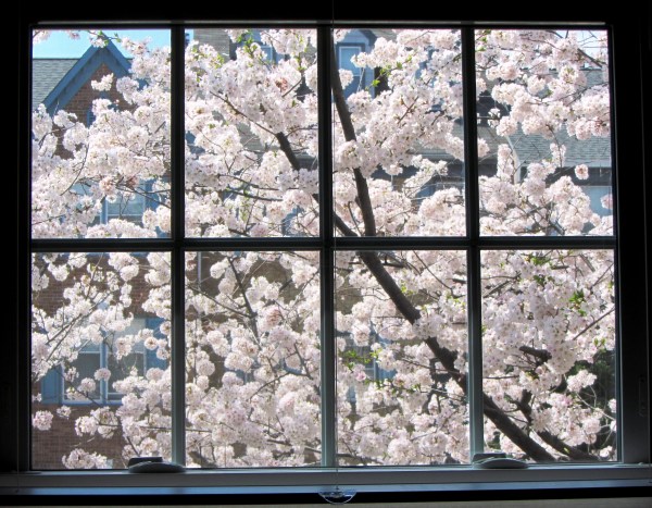 Well, these are cherry blossoms and not peach, but they must have heard the sounds too... Peeping from our window, April 2013.