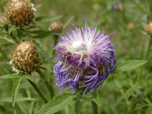 I didn't spot this spider at first, and I bet the wasp didn't either. Crab spider by Jeffrey C. Oliver, CC by SA 3.0, via Wikimedia Commons