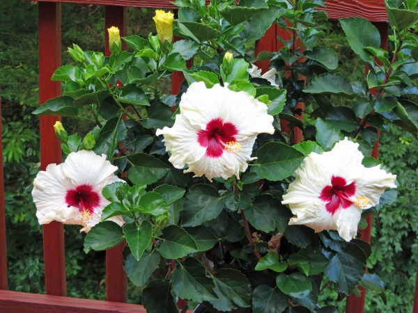 I went to Walmart for a quick mundane purchase, and found this marked-down hibiscus plant. It brought beauty to our summer for many weeks, and now it's budding again. August, 2015