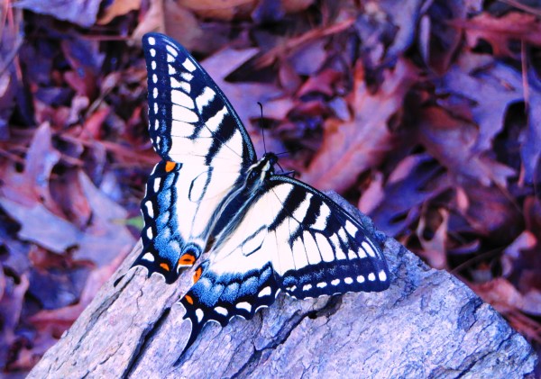 This butterfly appeared to be dying, but its beauty was still remarkable. March 2016