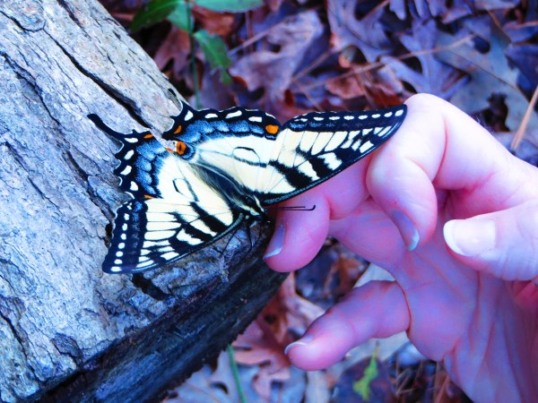 Lending a hand to the butterfly March 2016