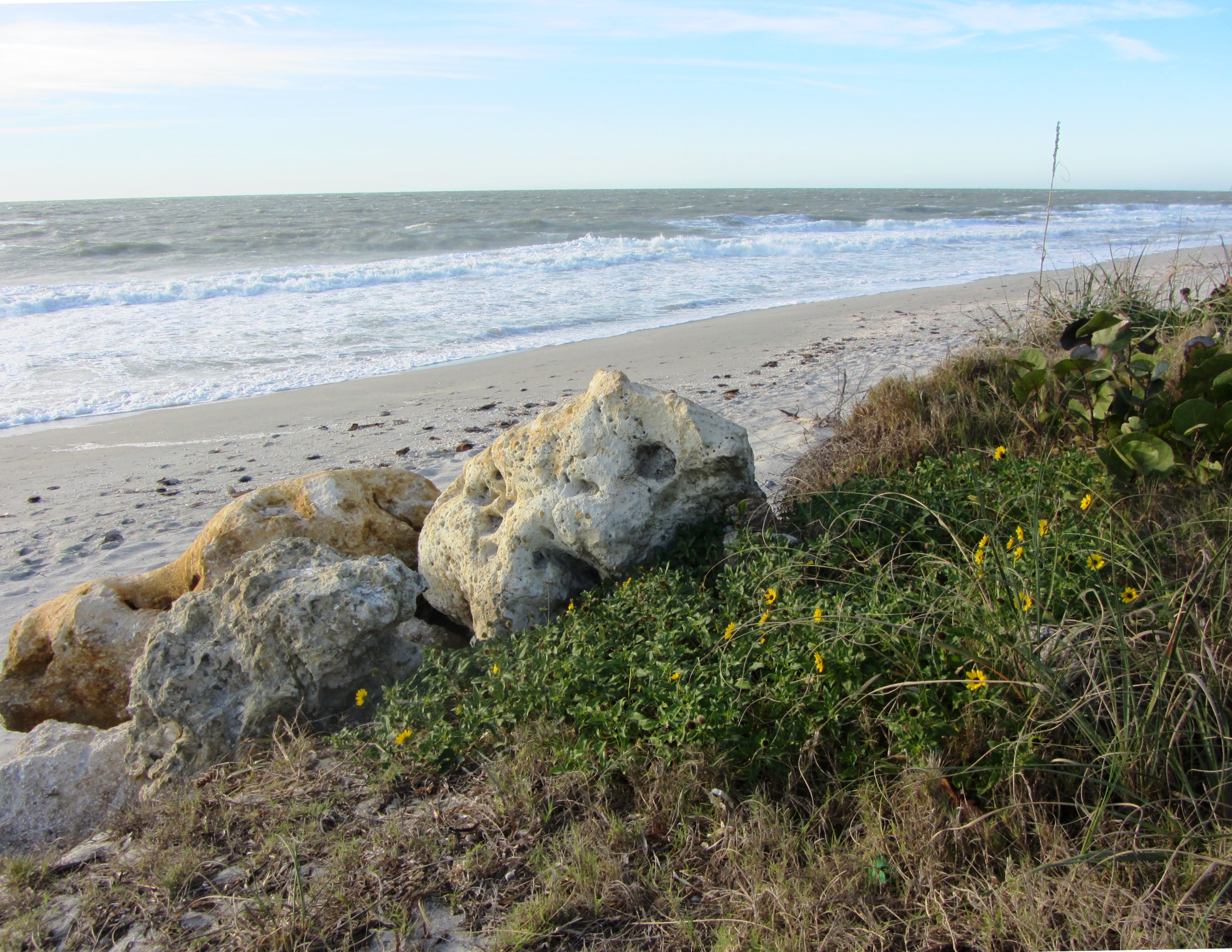 Amid chill winds, wildflowers bloom on the untended, rocky shore of Captiva Island, January 2013.