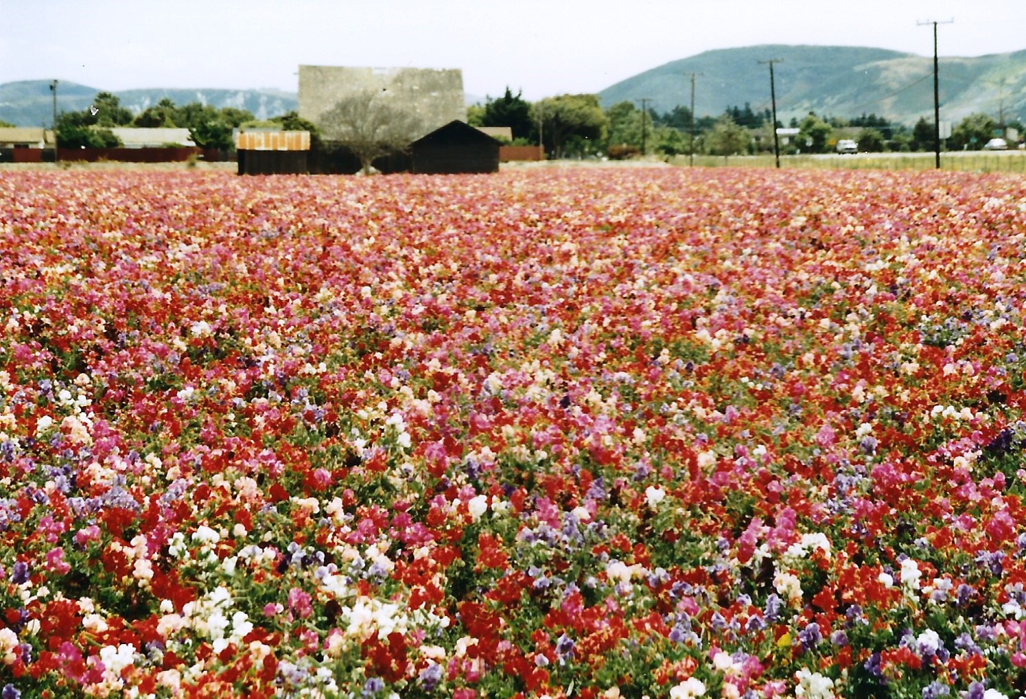 The flower seed industry created beauty as well as jobs. Lompoc, California, 1992