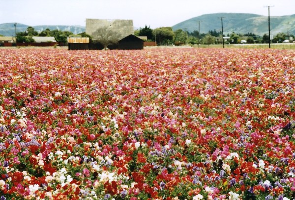 The flower seed industry created beauty as well as jobs. Lompoc, California, 1992