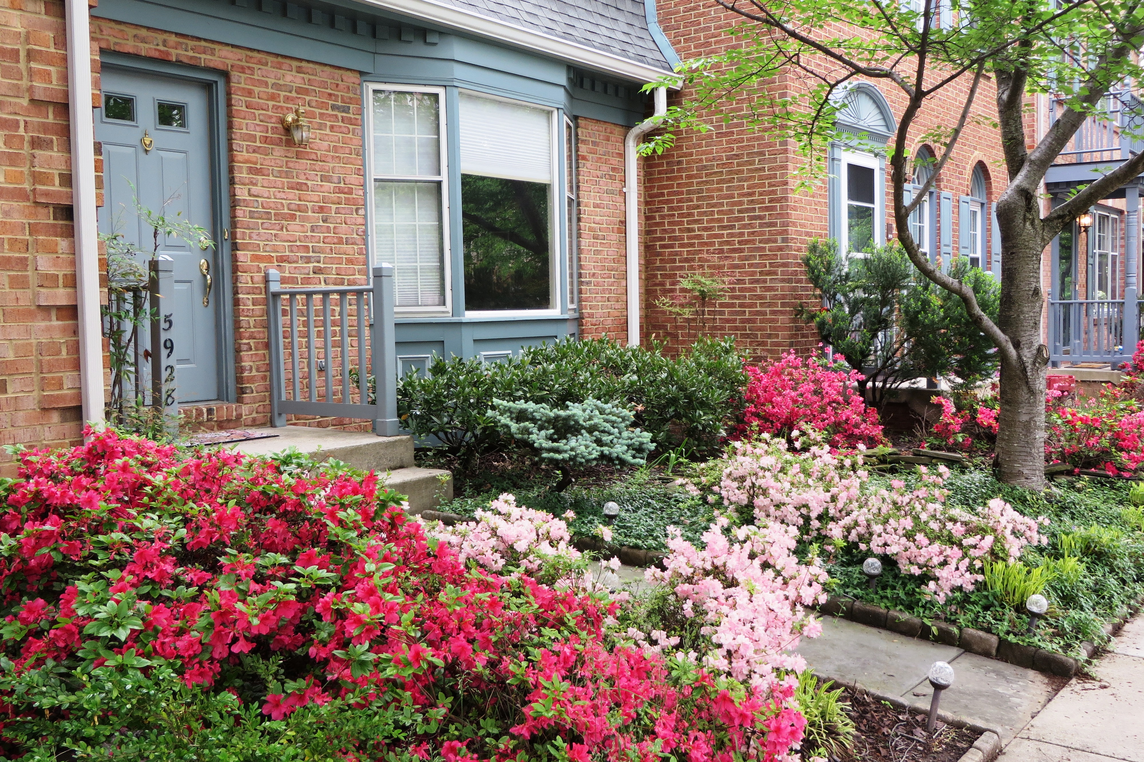 Late spring is lovely here, as the cherry blossoms give way to azaleas. May 2016