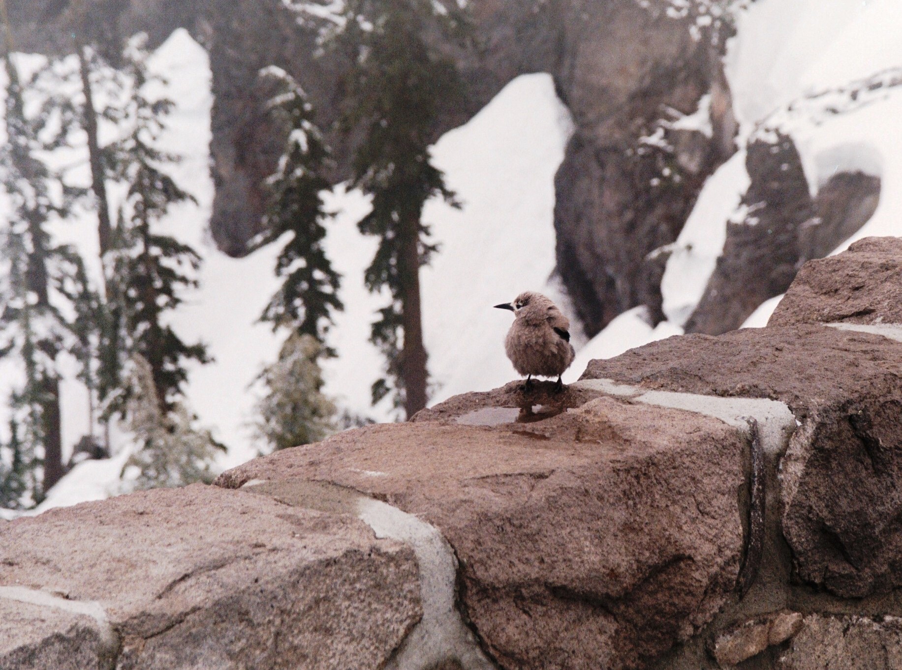 We don't need to be big or strong or colorful to be beautiful. I photographed this pretty little bird at Crater Lake, Oregon, June 2000.