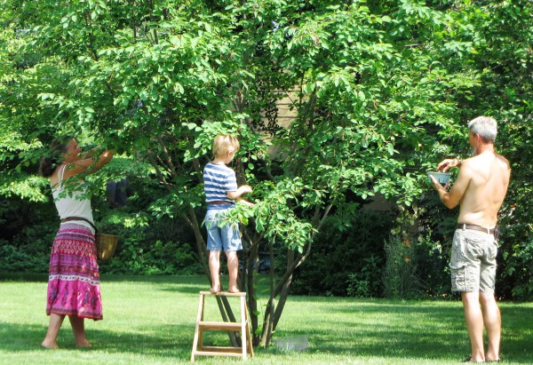Picking berries in Lancaster County, Pennsylvania, June 2015