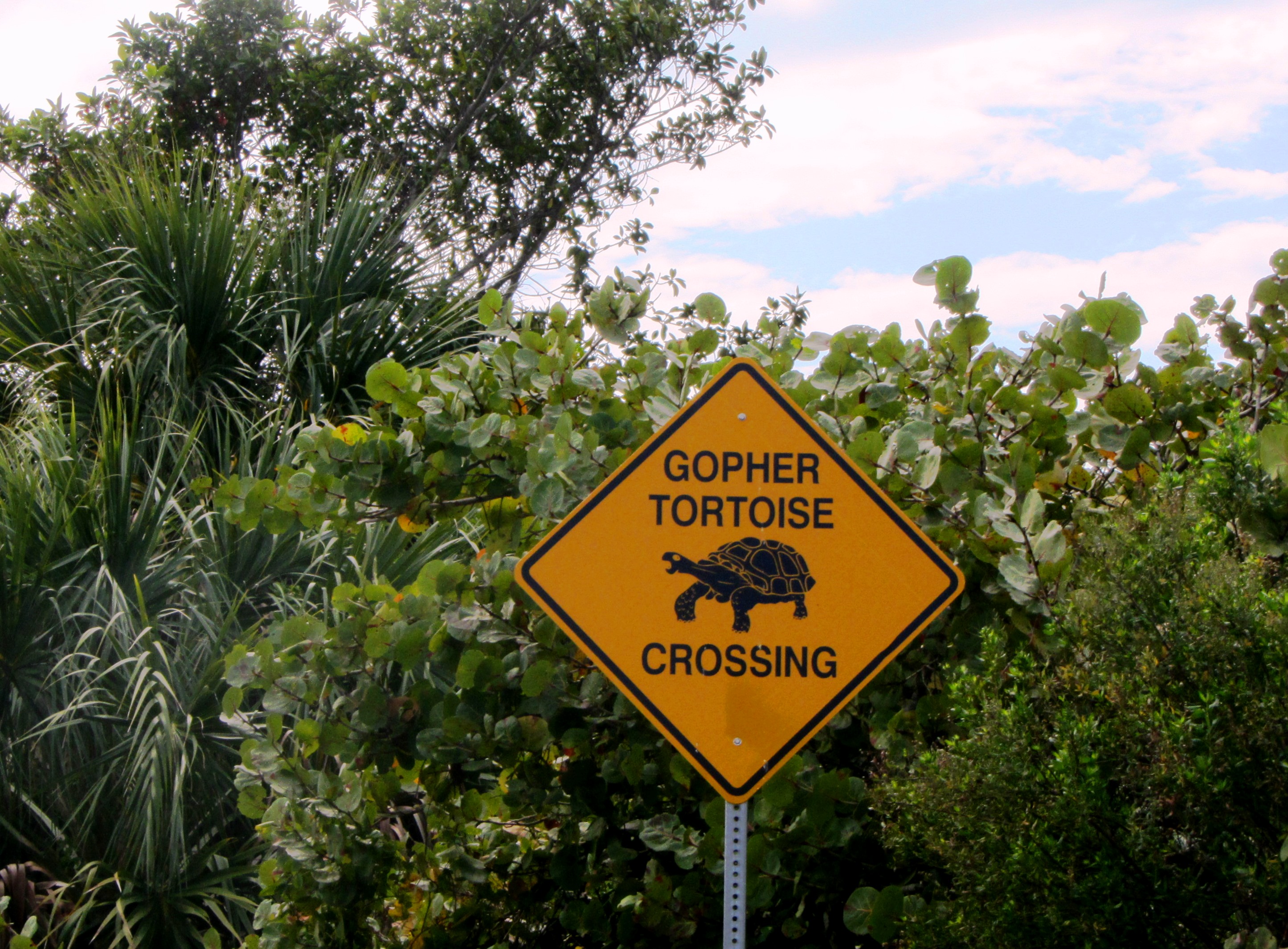 Take a lesson from the Captiva tortoise, who lives on island time. January 2013