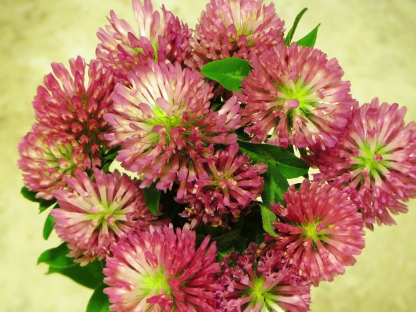 One of many clover bouquets I've picked while strolling.  May 2016