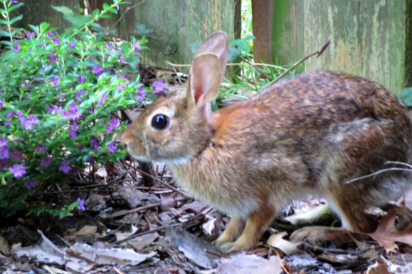 This sweet bunny came to visit and stayed awhile. July 2016
