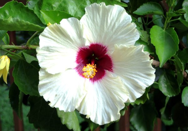 Just one of a half-dozen blooms on the hisbiscus, late July 2016.