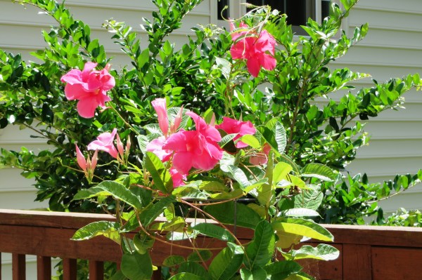 The mandevilla is blooming profusely again, outgrowing the tomato cage propping it up. August 2016