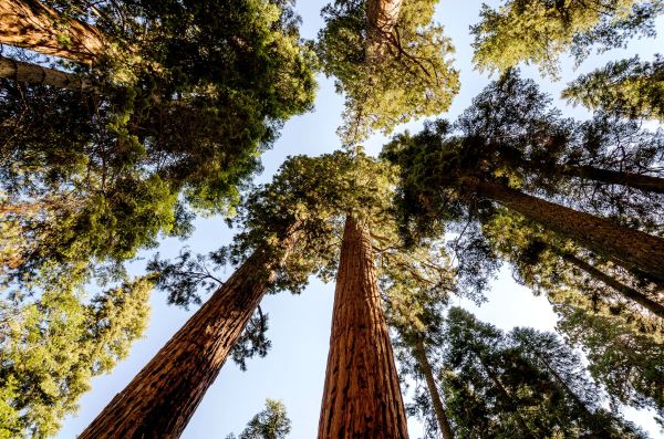 It's a good thing we didn't have to wait for these trees to grow. Giant sequoias in Sequoia National Park, 2013, by Tuxyso, CC by SA 3.0 via Wikimedia Commons