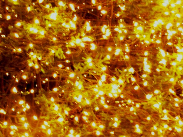 Lights glow amid the darkened branches of a real live Christmas tree. Colonial Williamsburg, December 2008