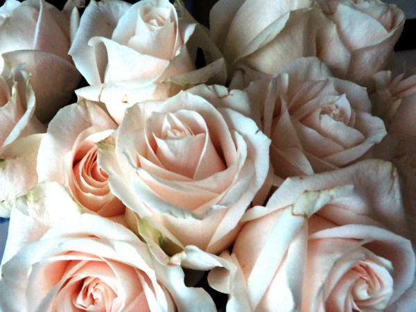 Drew had these roses waiting for me when I returned from Bethesda. October 2016