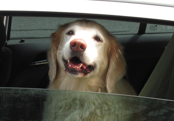 Happy dog in Eastham, Massachusetts. by John Phelan via Wikimedia Commons 