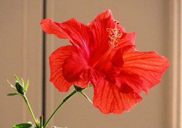 A single beautiful bloom brightened my day, February 2017.