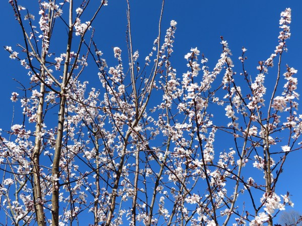 A lovely surprise greeted Matt and me at our York home: the plum tree is already blooming! March 5, 2017